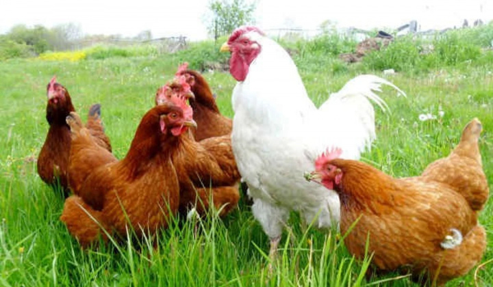 Fotka - Predaj živej hydiny